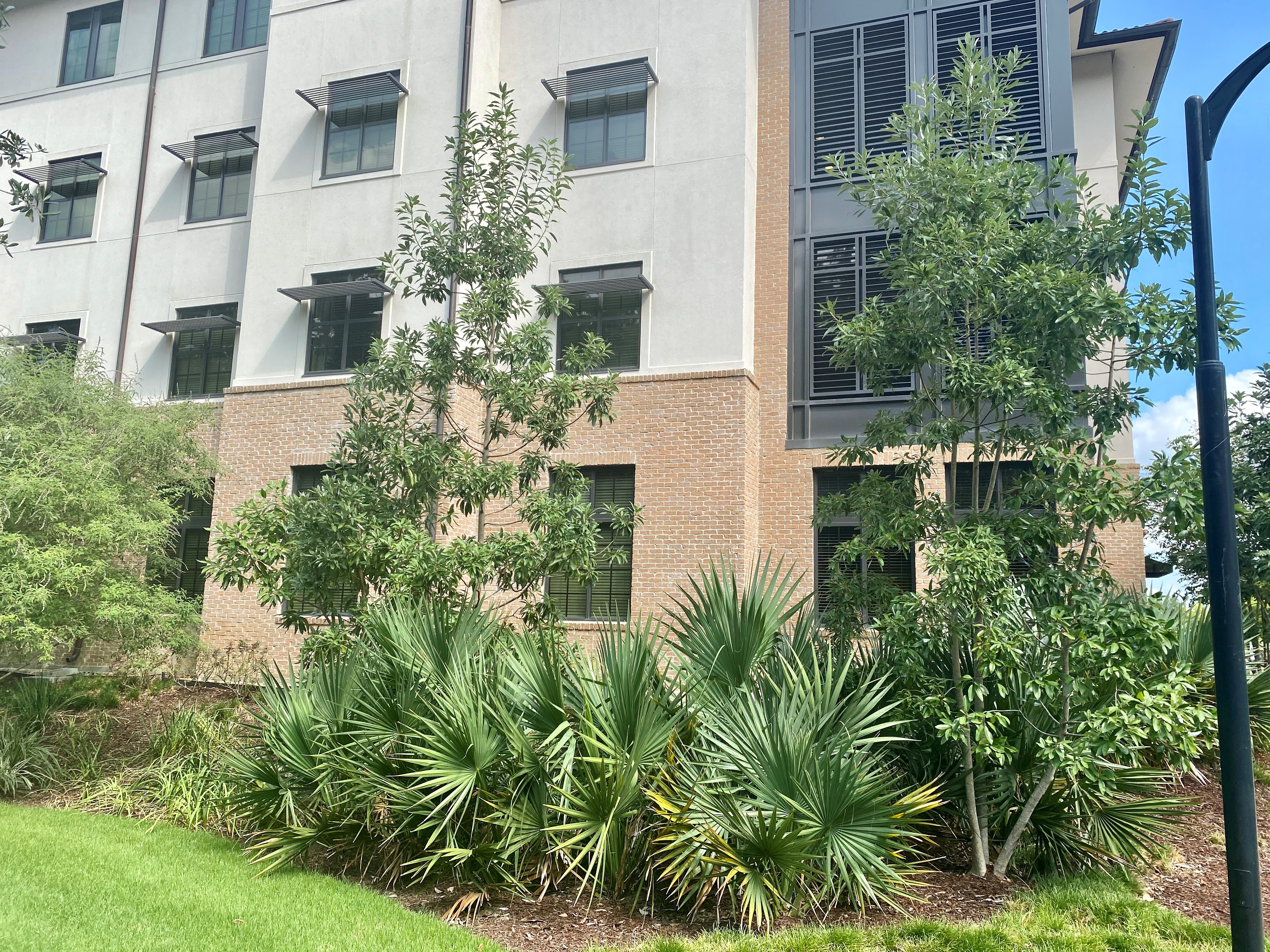 Palms provide tropical look 